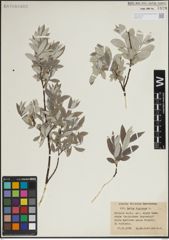 Foto von Salix lapponum L.